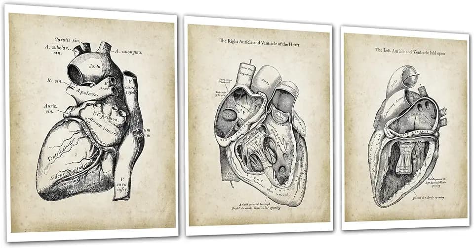 Gnosis Picture Archive Heart Anatomy Set of 3 Unframed Wall Art Vintage Inspired Medical Textbook Diagram - Cardiology Decor - Doctor Office Wall Decor - Gift for Cardiologist