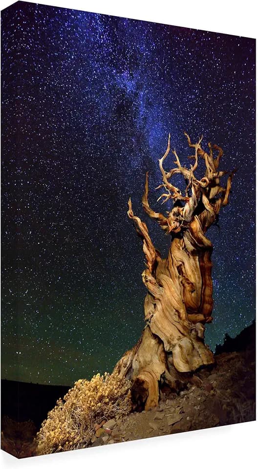 Wrapped Canvas Wall Art - Tanja Ghirardini 'Bristlecone Pine' Wall Art for Living Room, Bedroom, or Office Décor - 30x47