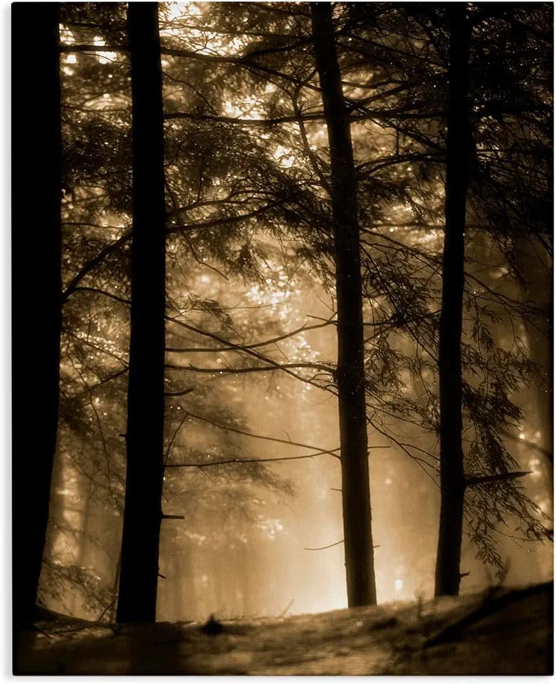 Foggy Woodland Light Through, 36 x 48 Inch Canvas Wall Art