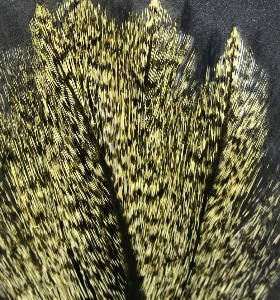 Hareline Fly Tying Coq De Leon Feathers for Dry Fly Tails, Nymphs, and Euro Patterns