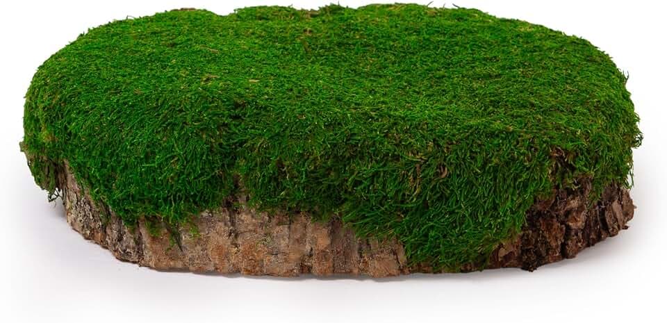 SuperMoss 23340 Mossy Tree Stump, 10" Dia. 2" Tall, Fresh Green
