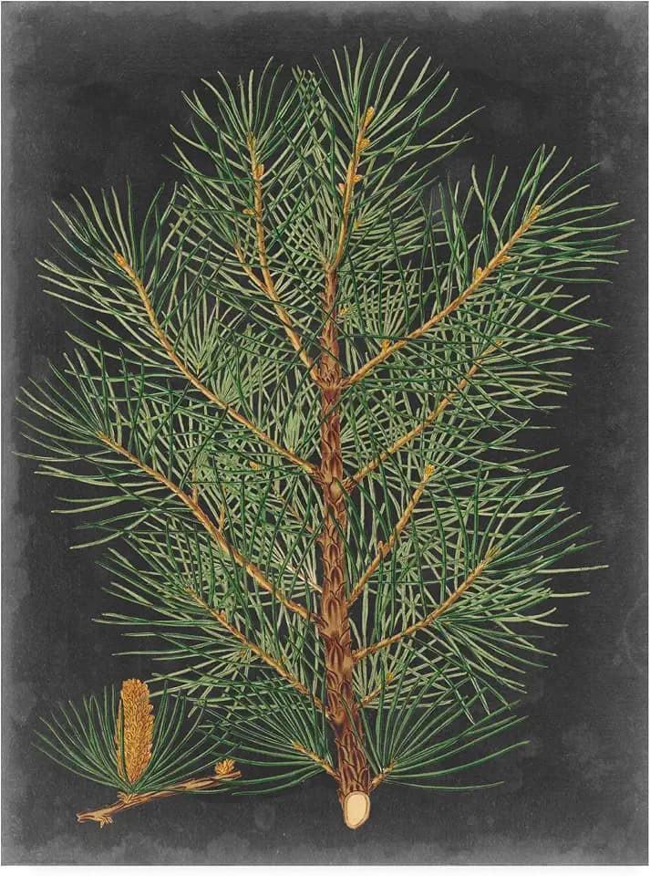 Trademark Fine Art Dramatic Pine Ii by Vision Studio, 35x47
