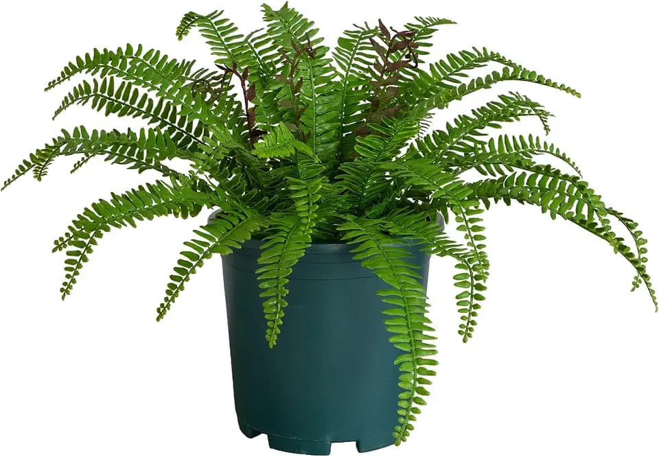 Nearly Natural 17 in UV-Resistant Artificial Boston Fern Plant