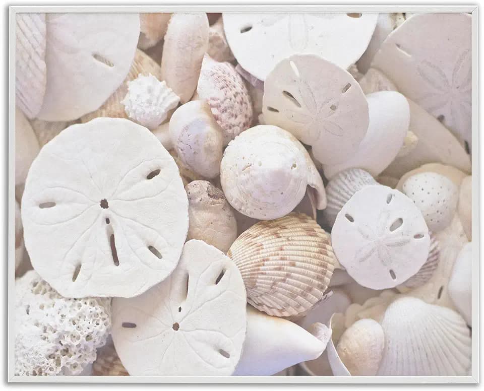 'White Mixed Sand Dollar Shells'| Framed Giclee Art