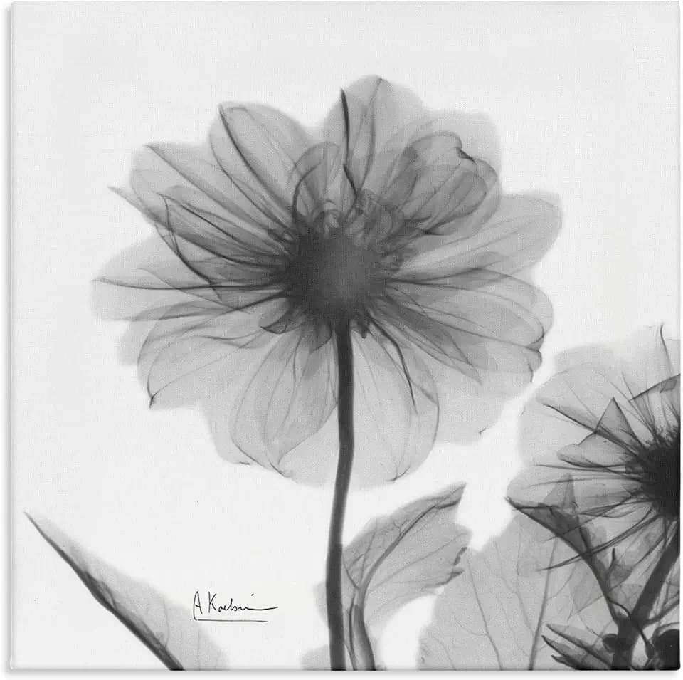 Stupell Industries Opaque Dahlia Flower Minimal Black White Silhouette, Design by Albert Koetsier Canvas Wall Art, 24 x 24