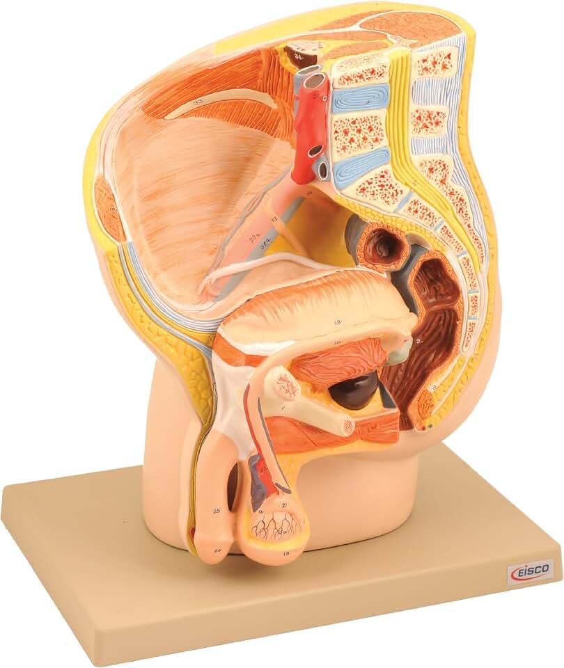 Model Male Pelvis Section - 2 Parts - Eisco Labs