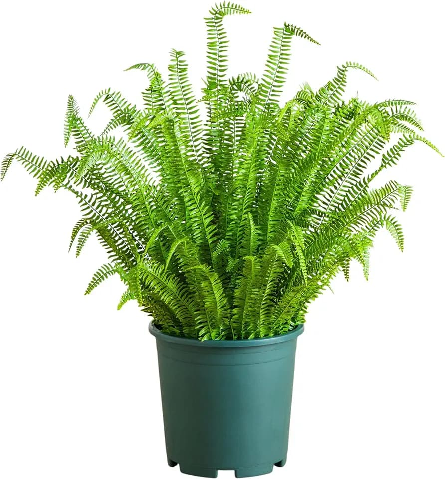 Nearly Natural 4ft UV Resistant Artificial Boston Fern Plant Real Touch Leaves Indoor Outdoor