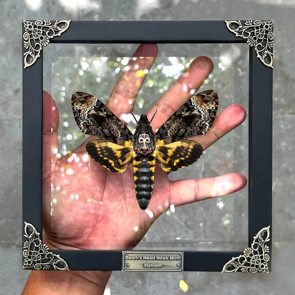 Real Death Head Moth White Skull 7" Frame Taxidermy Gothic K18-01-KI-MT