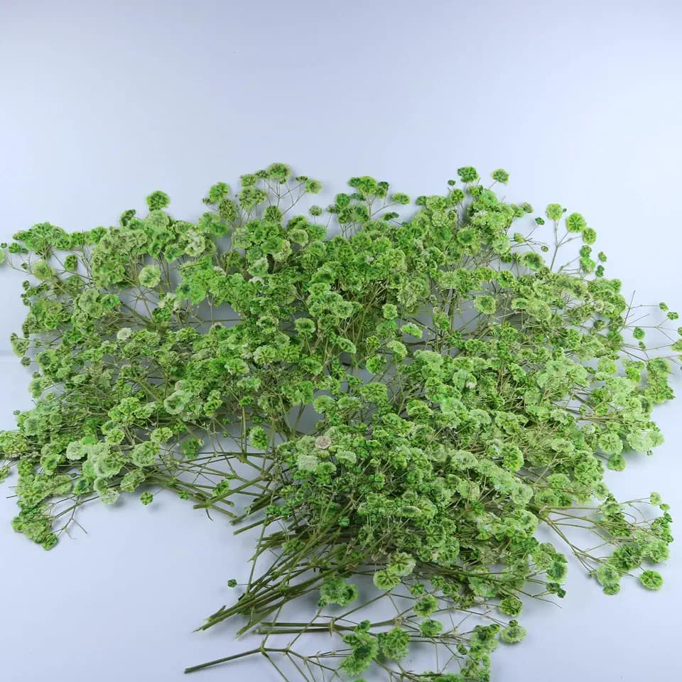 100 Pcs Green Flat Dried Baby's Breath Pressed Flower Bulk Bundles +1 Tweezers Set.Real Gypsophila Natural Dried Flowersr for Making Blessing Card/Resin Art/ DIY Candle Decor.