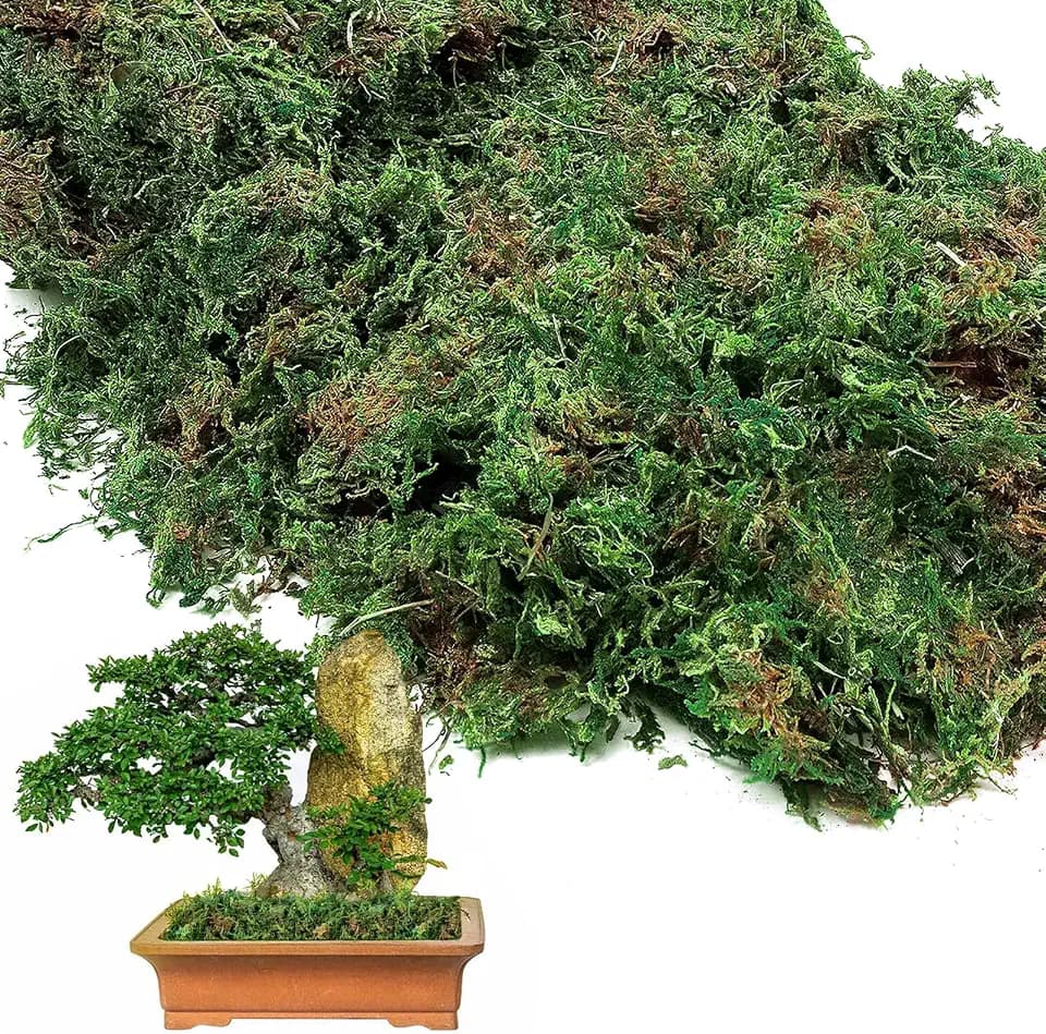 17oz Large Pack Natural Green Moss for Plants Indoor - Dried Forest Real Moss for Crafts, Artificial Fairy Gardens, Mosswall, Glass Terrariums, Floral Design, Home Decor
