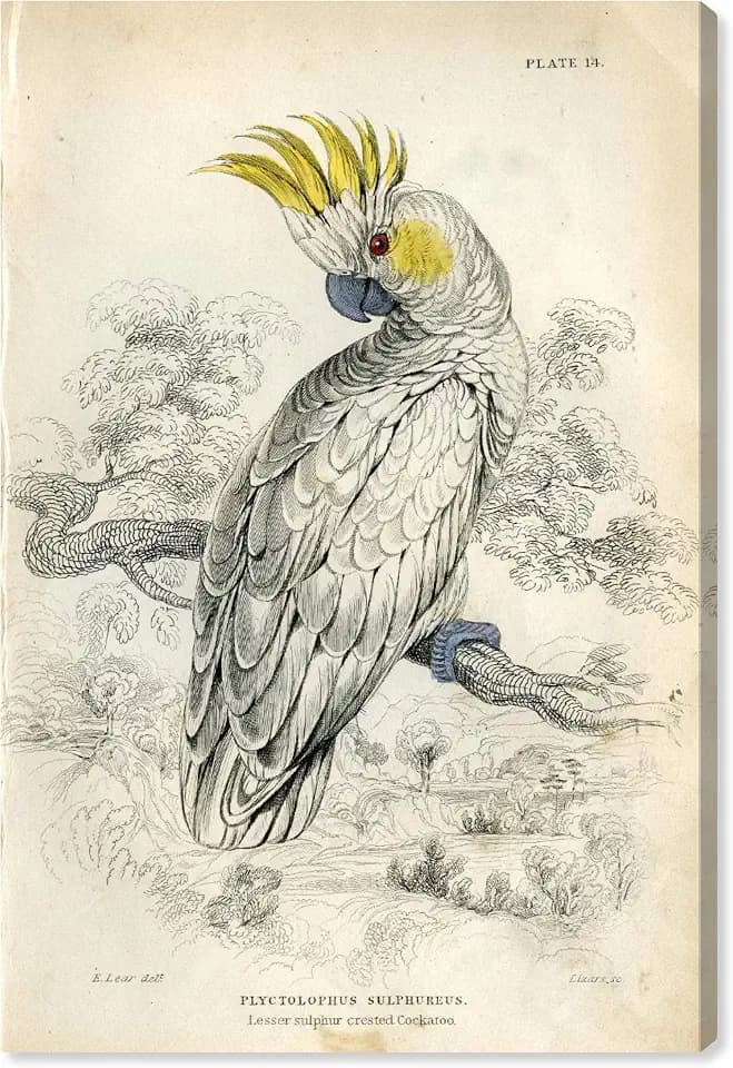 The Oliver Gal Artist Co. Animals Wall Art Canvas Prints 'Sulphur Cockatoo'