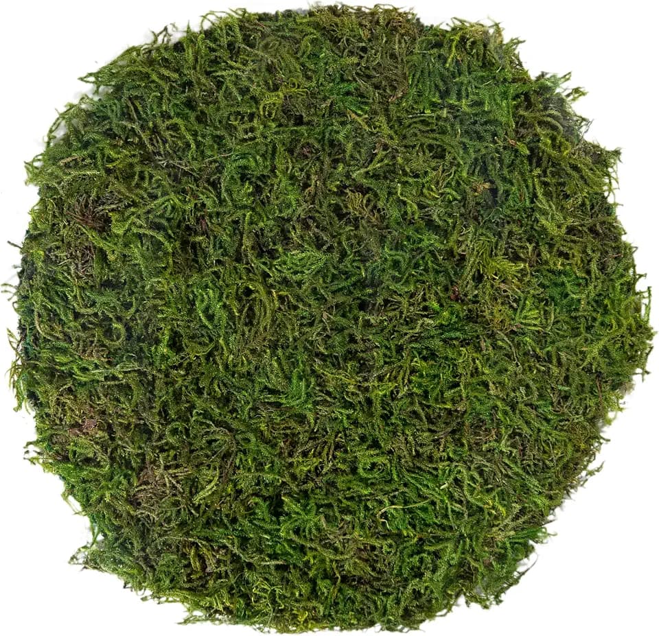 SuperMoss (26280) Mossy Placemat, Fairy Garden Table Wedding Decor Preserved Forest Moss, 12 in Round