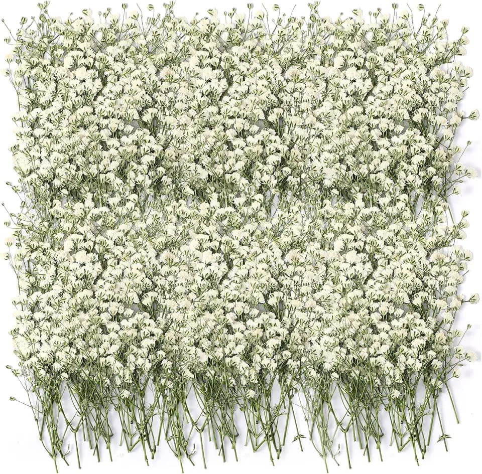Tinideya 100 Pcs Dried Baby Breath Flowers Bulk Real Pressed,Ivory White